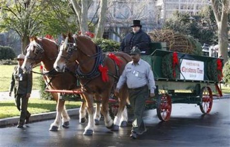 The arrival of the official White House Christmas Tree (Reuters) The arrival of the official White House Christmas Tree (Reuters)