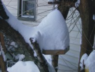 Snow Snow