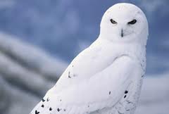 Snowy Owl Snowy Owl