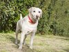 (yellow lab) photo courtesy of bk images. 