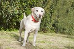 (yellow lab) photo courtesy of bk images. 