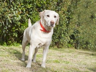 (yellow lab) photo courtesy of bk images. 