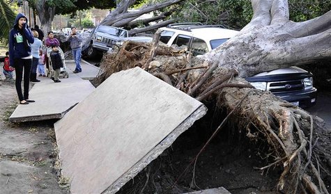 Residents look at slabs of the broken concrete pavement and uprooted eucalyptus trees after a heavy wind storm in the morning at Highland Pa