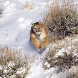 Cougar leaping through the snow. Photo by Trevor Langbell. Distributed by Picasa.