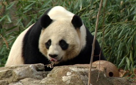 Giant panda Tian Tian is pictured at the Giant Panda Habitat at Smithsonian's National Zoological Park in Washington Giant panda Tian Tian is pictured at the Giant Panda Habitat at Smithsonian's National Zoological Park in Washington