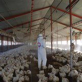 Worker wearing protection suits cull chickens at a poultry farm where the bird flu virus had been found in Takanabe Town, Japan Worker wearing protection suits cull chickens at a poultry farm where the bird flu virus had been found in Takanabe Town, Japan