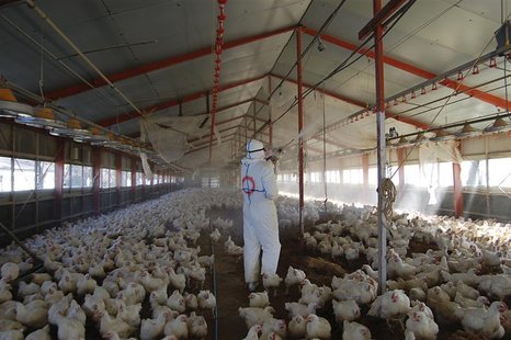 Worker wearing protection suits cull chickens at a poultry farm where the bird flu virus had been found in Takanabe Town, Japan Worker wearing protection suits cull chickens at a poultry farm where the bird flu virus had been found in Takanabe Town, Japan