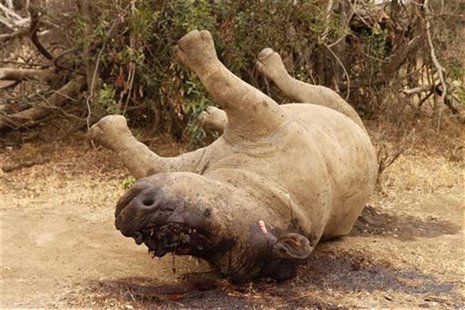 The carcass of a rhino is seen after it was killed for its horn by poachers at the Kruger national park in Mpumalanga province The carcass of a rhino is seen after it was killed for its horn by poachers at the Kruger national park in Mpumalanga province