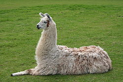 Llama. Picture Courtesy of Wikipedia. Llama. Picture Courtesy of Wikipedia.