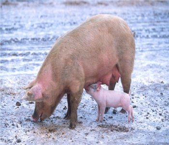The city of Kalamazoo issued a "pig pass" Tuesday at the commission meeting. The city of Kalamazoo issued a "pig pass" Tuesday at the commission meeting.