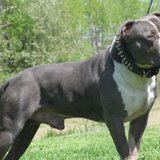 Pit Bull Pit Bull