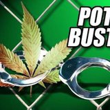 Pot Bust (graphic)