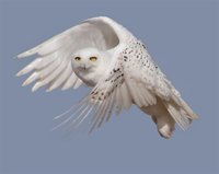 Handout of a snowy white owl taking flight