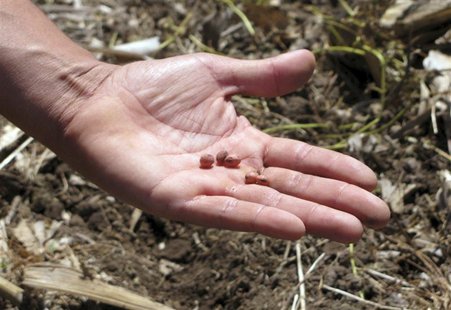 A farmer shows soy seeds in the Pergamino district of Buenos Aires A farmer shows soy seeds in the Pergamino district of Buenos Aires