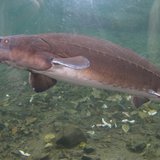 Sturgeon Sturgeon
