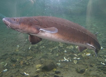 Sturgeon Sturgeon