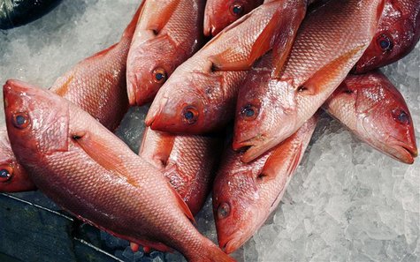 Red snappers lay on ice for sale at JMS Seafood, a fish wholesaler in the New Fulton Fish Market in the Bronx section of New York City Red snappers lay on ice for sale at JMS Seafood, a fish wholesaler in the New Fulton Fish Market in the Bronx section of New York City
