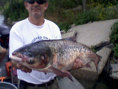 A fisheries biologis holds a Bighead carp caught in Lake Calumet in Illinois A fisheries biologis holds a Bighead carp caught in Lake Calumet in Illinois