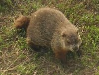 It's Groundhog Day