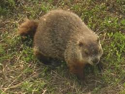 It's Groundhog Day