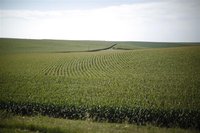 A field of corn is shown in Iowa