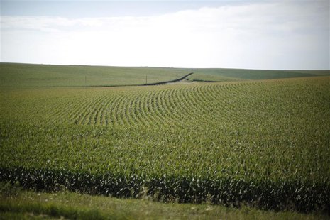 A field of corn is shown in Iowa A field of corn is shown in Iowa