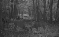 Trail Cam 6