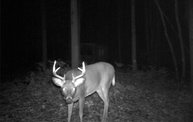 Trail Cam 4