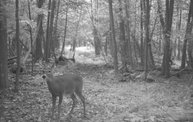 Trail Cam 3