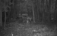 Trail Cam 7