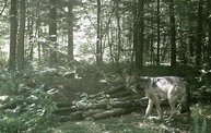 Trail Cam 1