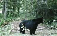 Trail Cam 30