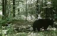 Trail Cam 29