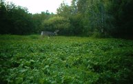 Trail Cam 28
