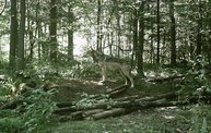 Trail Cam 2