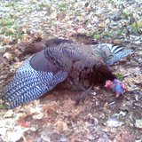 Turkey Turkey