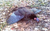 Trophy Bird 3