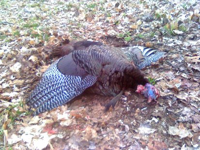 Turkey Turkey