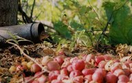 Apples