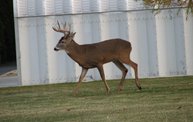 Trail Cam 25