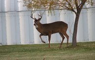 Trail Cam 24