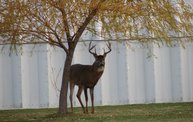 Trail Cam 22