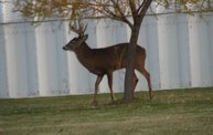 Trail Cam 20