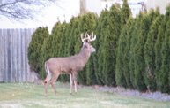 Trail Cam 19