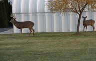Trail Cam 17