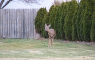 Trail Cam 27