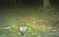 Trail Cam 15