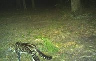 Trail Cam 14