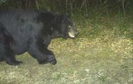 Trail Cam 13