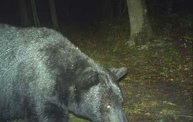 Trail Cam 12